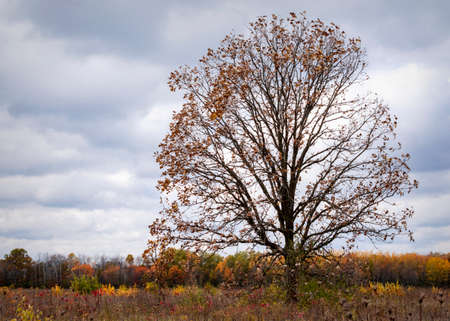 A lone oak stands in a large field with the tree line in the distance on a cloudy day.の写真素材