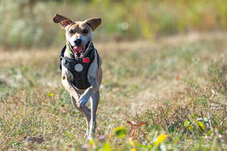 A beagle mix breed dog runs through a feld while gazing at the camera.  Copy space.