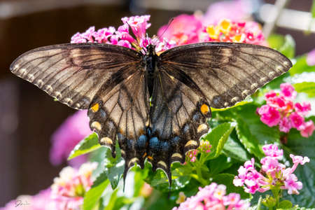 A female Eastern black swallowtail feeds on lantana on a backyard patio in Waukesha County Wisconsin.の写真素材