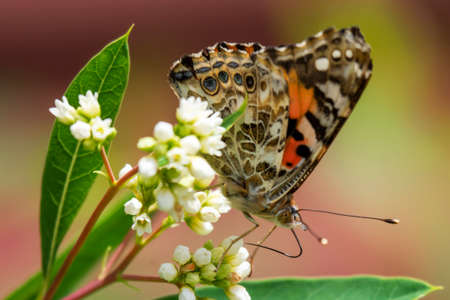 A painted butterfly feeds on a cluster of flowers.  Side view with closed wings.の写真素材