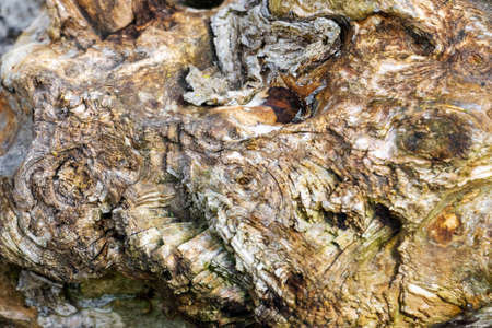 Abstract view of driftwood with a narrow depth of field.