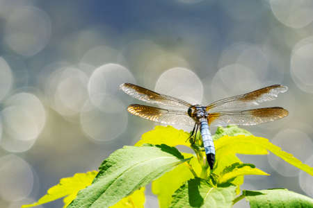 A male blue dasher dragonfly rests lightly on a leaf.  Lake water reflected in the background with...