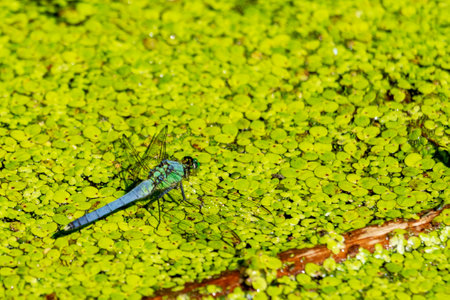 A male blue dasher dragonfly rests lightly on a rock neext to a Wisconsin Lake.の写真素材