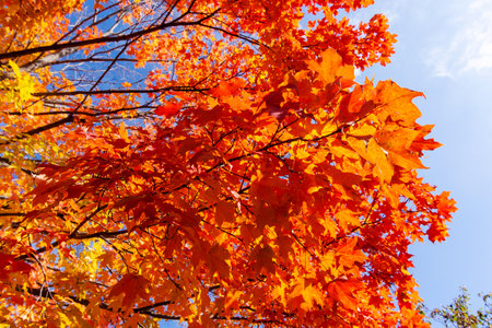 Looking up into maple trees in full fall foliage.  Bright sunny day.
