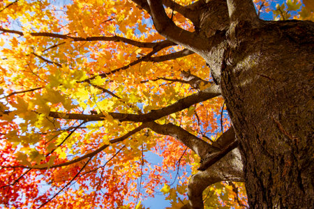 Looking up into maple trees in full fall foliage.  Bright sunny day.