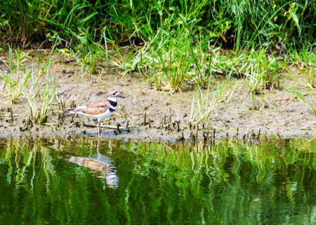 A Killdeer walks along the water's edge.の写真素材