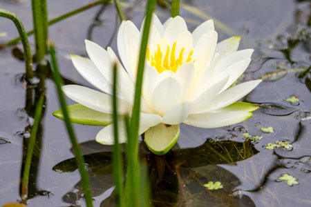 Taken in Washburn County, Wisconsinの写真素材