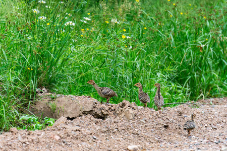 Wild turkey chicks on the side of a dirt road.の写真素材