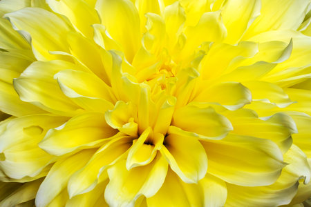Looking  into the center of a yellow dinner plate dahaliaの写真素材