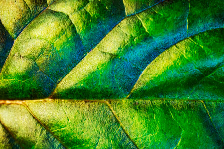 Abstract view of Bugleweed leaf in the evening light