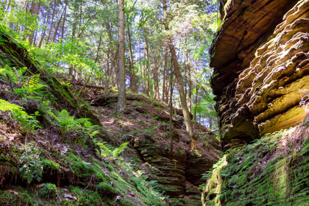 Pine trees dig their roots into the Cambrian sandstone bluffs along the Wisconsin River in the...