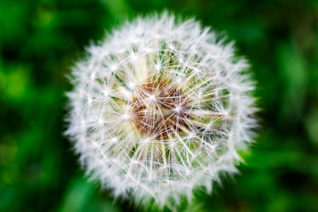 A close up of a dandelion seed head.