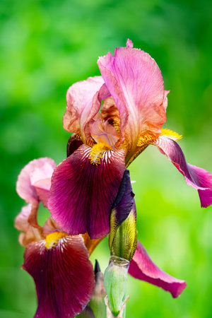 A close up of a bearded iris that resembles the variety.  Bloomed in May in Wisconsin.