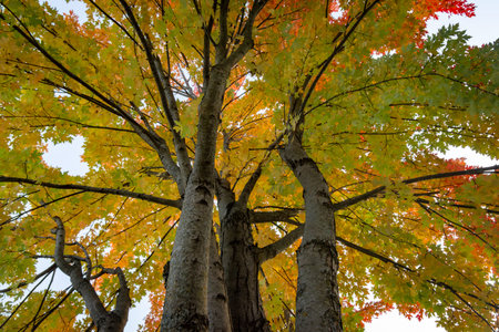 Looking up into a maple tree during the autumn on an October morning in Wisconsin.