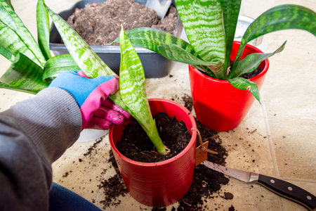 Transplanting and separating a snake plant: Placing a divided snake plant into a new pot.の写真素材