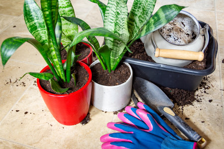 Transplanting and separating a snake plant: Newly potted snake plants after dividingの写真素材