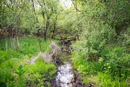 A narrow, winding stream flows through a vibrant green forest in Waukesha County, Wisconsin, in May.の写真素材