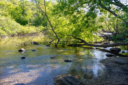 The Bark River in Waukesha County, Wisconsin, flows over rocks with sunlit foliage and a fallen tree branch in May.の写真素材