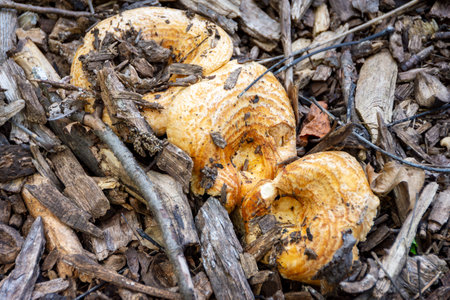 A unique scaly hedgehog mushroom (Sarcodon imbricatus) grows amidst wood chips in Waukesha County, WI.の写真素材