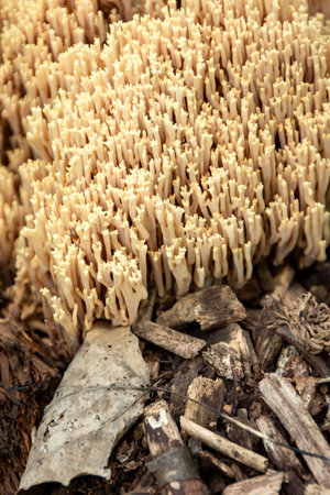 A group of coral fungi (Ramaria) emerges from wood chips in a close-up photo taken in Waukesha County, WI in July.の写真素材
