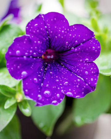 A macro shot of a vibrant purple petunia covered in fresh morning dew drops. The detailed texture...