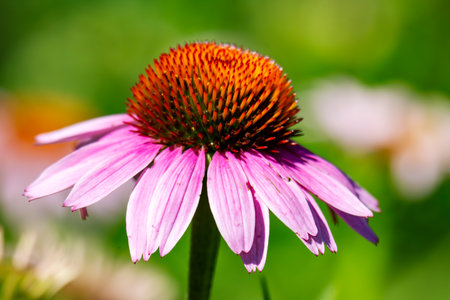 A magenta purple coneflower (Echinacea purpurea) with an orange central cone blooms brightly in Waukesha County, Wisconsin in Julyの写真素材