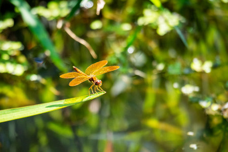 A male Eastern Amberwing (Perithemis tenera) perches on a leaf over water in Waukesha County, Wisconsin, in July.の写真素材