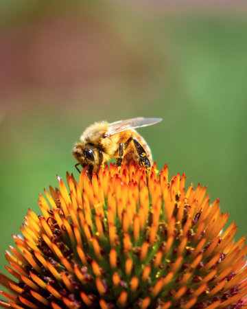 A fuzzy Apis mellifera (Western Honey Bee) forages on a vibrant purple coneflowerの写真素材