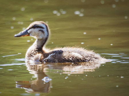Downy Mallard duckling (Anas platyrhynchos) swimming on a river in Waukesha County, WI, in July.の写真素材