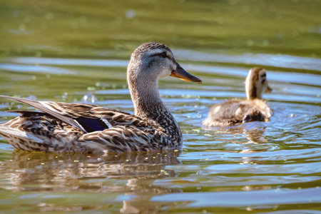 Mallard hen and duckling (Anas platyrhynchos) swimming on a sunny Wisconsin river in July.の写真素材