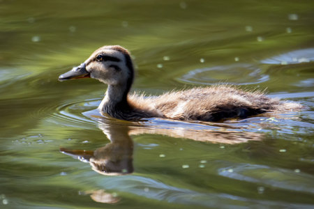 Downy Mallard duckling (Anas platyrhynchos) swimming on a river in Waukesha County, WI, in July.の写真素材