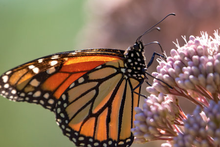 Monarch butterfly (DanausÂ plexippus) nectaring on pink Swamp Milkweed (AsclepiasÂ incarnata) in Waukesha County, Wisconsin.の写真素材