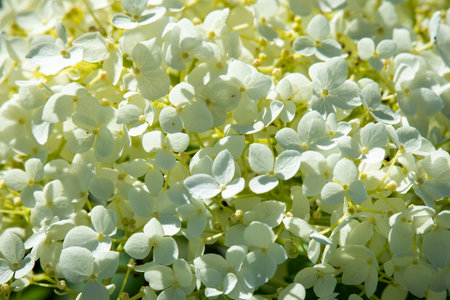 A Smooth Hydrangea 'Annabelle' (Hydrangea arborescens) displays large white bloom clusters on a summer day in Wisconsin.の写真素材