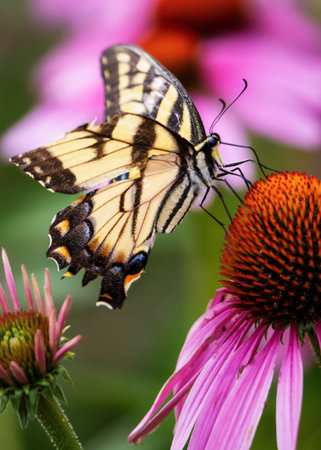 Eastern Tiger Swallowtail (Papilio glaucus) with a torn wing on a purple coneflower in Waukesha County, Wisconsin in July.の写真素材