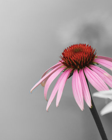 A striking, minimalist image of a purple coneflower (Echinacea purpurea) with selective color against a desaturated gray background.の写真素材
