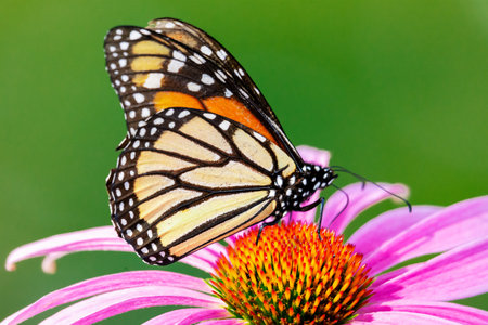 Monarch butterfly on bright purple coneflowers in the sun, July in Waukesha County, Wisconsin.の写真素材