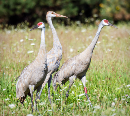 Two adult Sandhill Cranes with their young colt (center) standing in a sunlit Wisconsin summer meadow.の写真素材