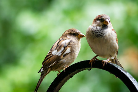 Pair of House Sparrows, including one with leucism, perched on a wet feeder pole in late September, Waukesha County, Wisconsin.の写真素材