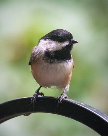 Black-capped Chickadee perched on a curved metal pole with a soft green background in late September in Waukesha County, Wisconsin.の写真素材