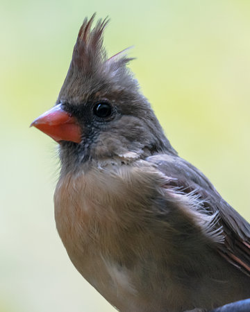 Extreme close-up portrait of a Female Northern Cardinal with a raised crest and brilliant red bill in late September, Waukesha County, Wisconsin.の写真素材
