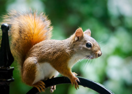 American Red Squirrel in profile, perched on a black metal railing with a soft green background in late September in Waukesha County, Wisconsin.の写真素材