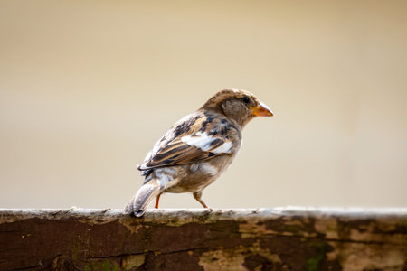 Side profile of a leucistic House Sparrow on a wooden railing in late September, Waukesha County, Wisconsin.の写真素材