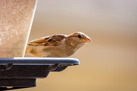 Female House Sparrow perched on the edge of a plastic feeder in late September in Waukesha County, Wisconsin.の写真素材