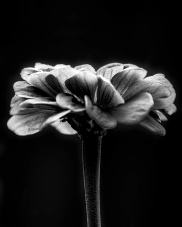 Dramatic black and white close-up of a Zinnia flower isolated against a dark background in late September, Waukesha County, Wisconsin.の写真素材