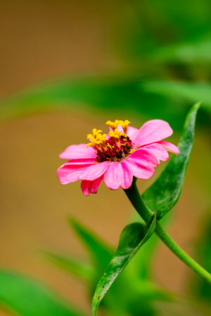 Pink Zinnia flower with a single layer of petals, captured in a close-up profile view in late September, Waukesha County, Wisconsin.の写真素材