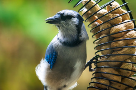 A Blue Jay (Cyanocitta cristata) on a peanut feeder. Close-up portrait of this wild, blue-crested corvid in Waukesha County, Wisconsin, late fall.の写真素材