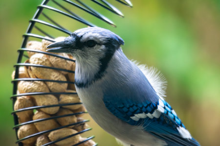 Side view of a Blue Jay (Cyanocitta cristata) with an open beak, perched on a peanut feeder in Wisconsin. Late October wildlife portrait.の写真素材