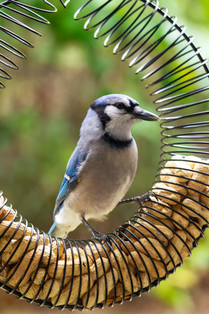 A Blue Jay (Cyanocitta cristata) perfectly framed inside a circular peanut feeder, focusing on a peanut. Waukesha County, Wisconsin, late October.の写真素材