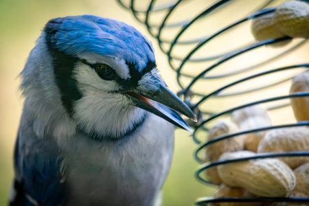 An upright Blue Jay keeps a watchful eye on a peanut feeder in Waukesha County, Wisconsin. Its alert posture showcases its vibrant blue plumage.の写真素材
