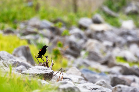 A male Red-winged Blackbird (Agelaius phoeniceus) perched on a small branch among grey rocks in a...